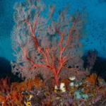 How Many Seasons Does The Great Barrier Reef Have