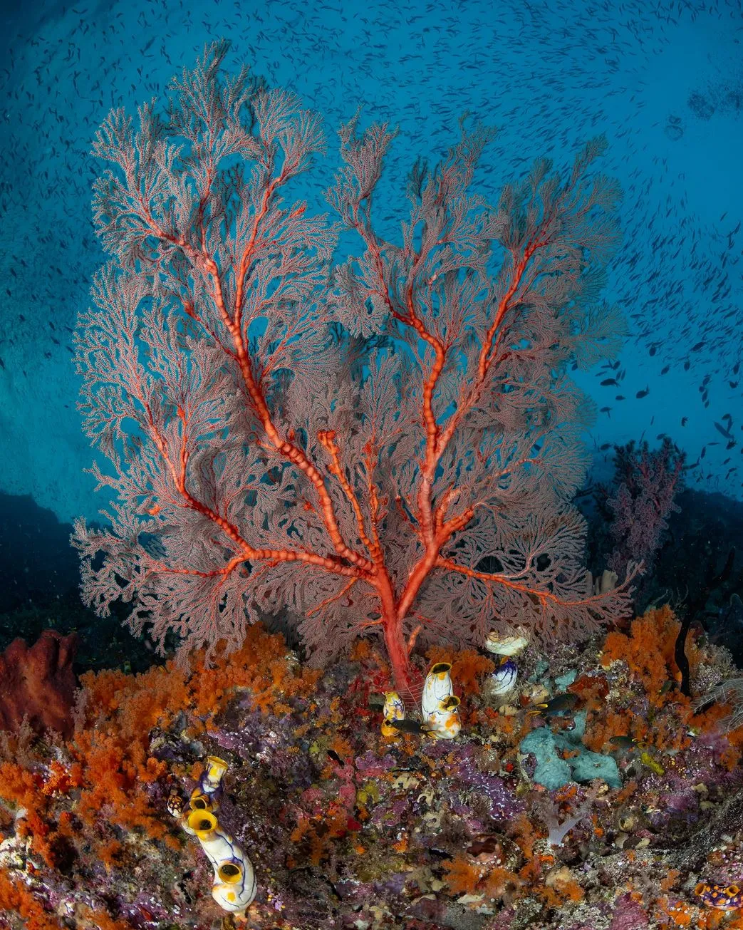 How Many Seasons Does The Great Barrier Reef Have?