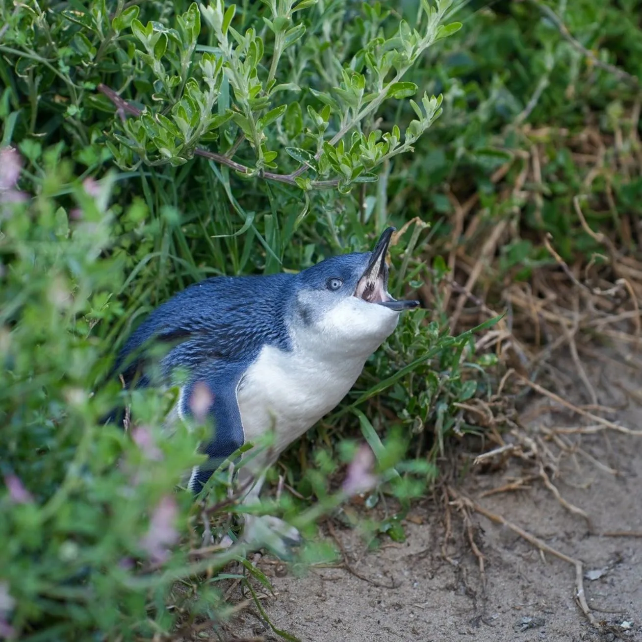 Penguin Parade, Phillip Island