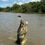 When to Go for Peak Croc Action (And Smaller Crowds) – Jumping Crocodile Cruises