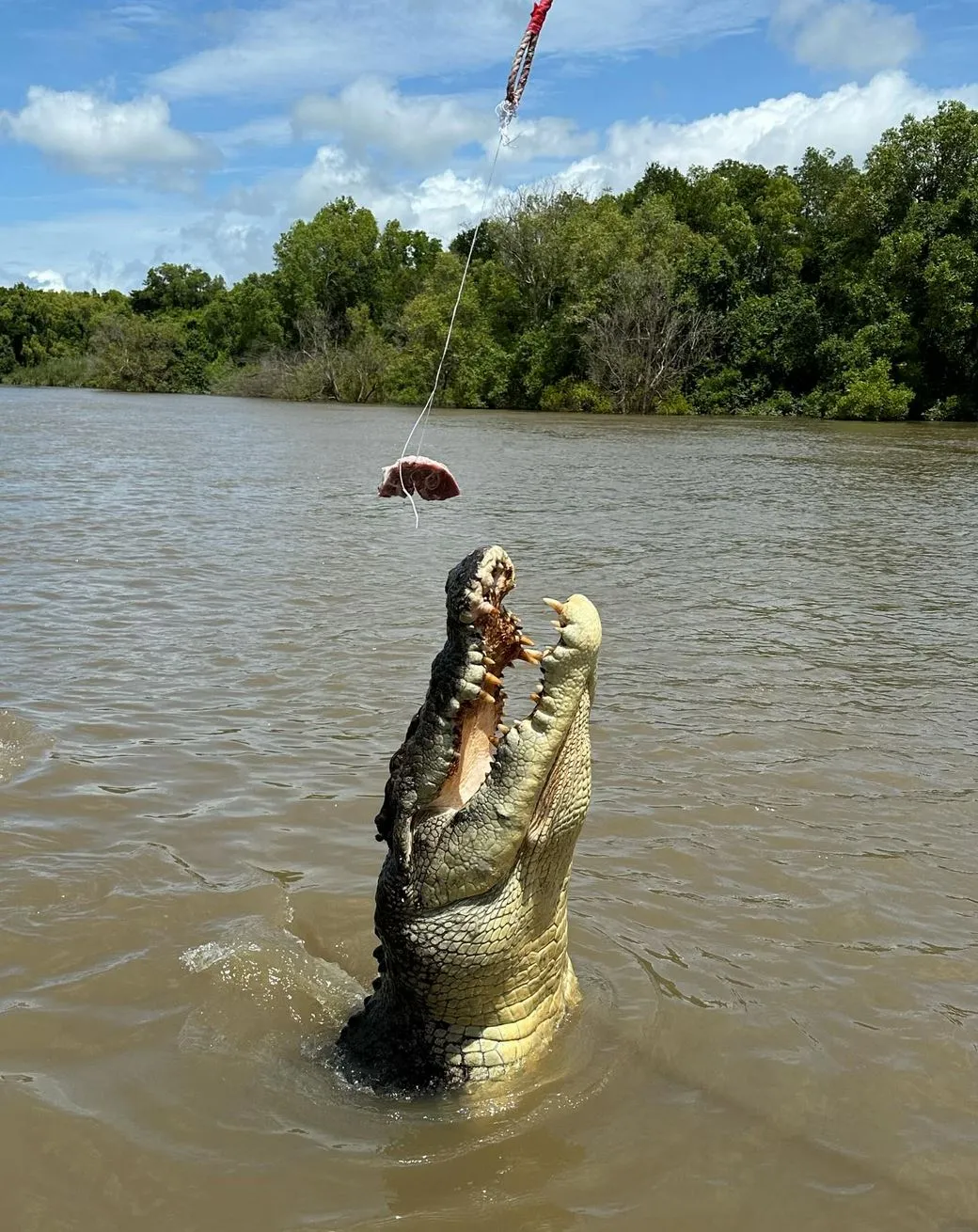 When to Go for Peak Croc Action (And Smaller Crowds) – Jumping Crocodile Cruises